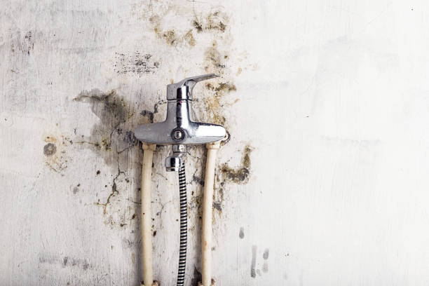 Best Best Mold Removal Companies  in Sacred Heart University, CT