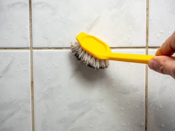 Reliable Sacred Heart University, CT Mold Removal Solutions