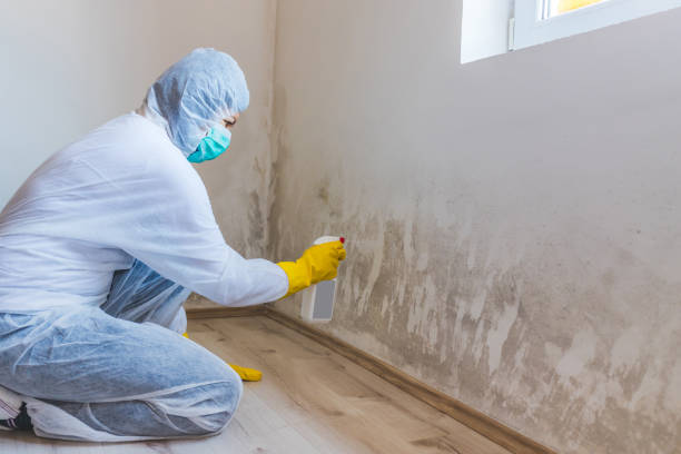 Best Mold Damage Repair  in Sacred Heart University, CT
