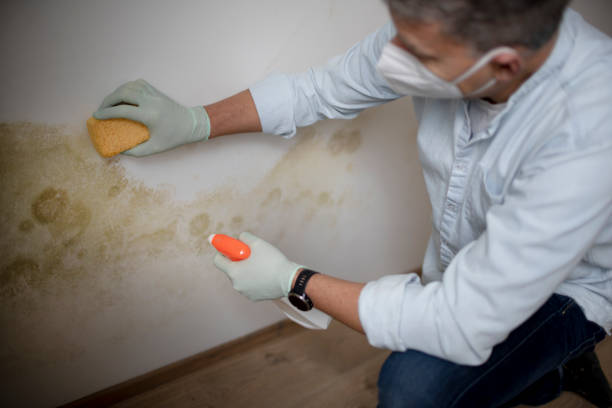 Best Commercial Mold Removal  in Sacred Heart University, CT