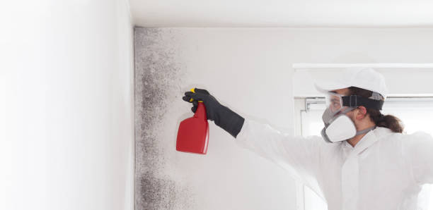 Best Certified Mold Removal  in Sacred Heart University, CT