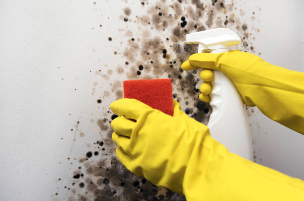 Best Black Mold Removal  in Sacred Heart University, CT