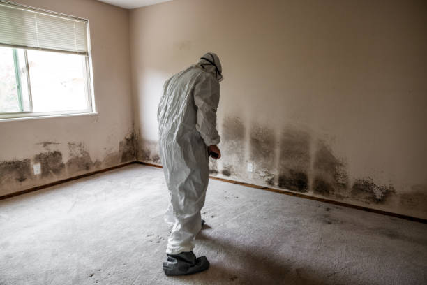 Best Mold Cleaning Services  in Sacred Heart University, CT
