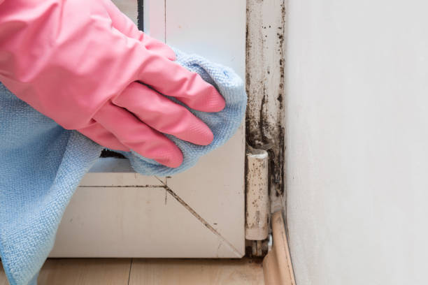 Best Mold Remediation  in Sacred Heart University, CT