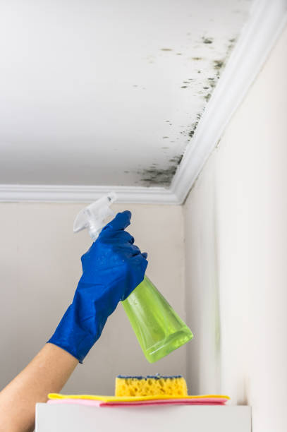 Best Mold Removal Near Me  in Sacred Heart University, CT